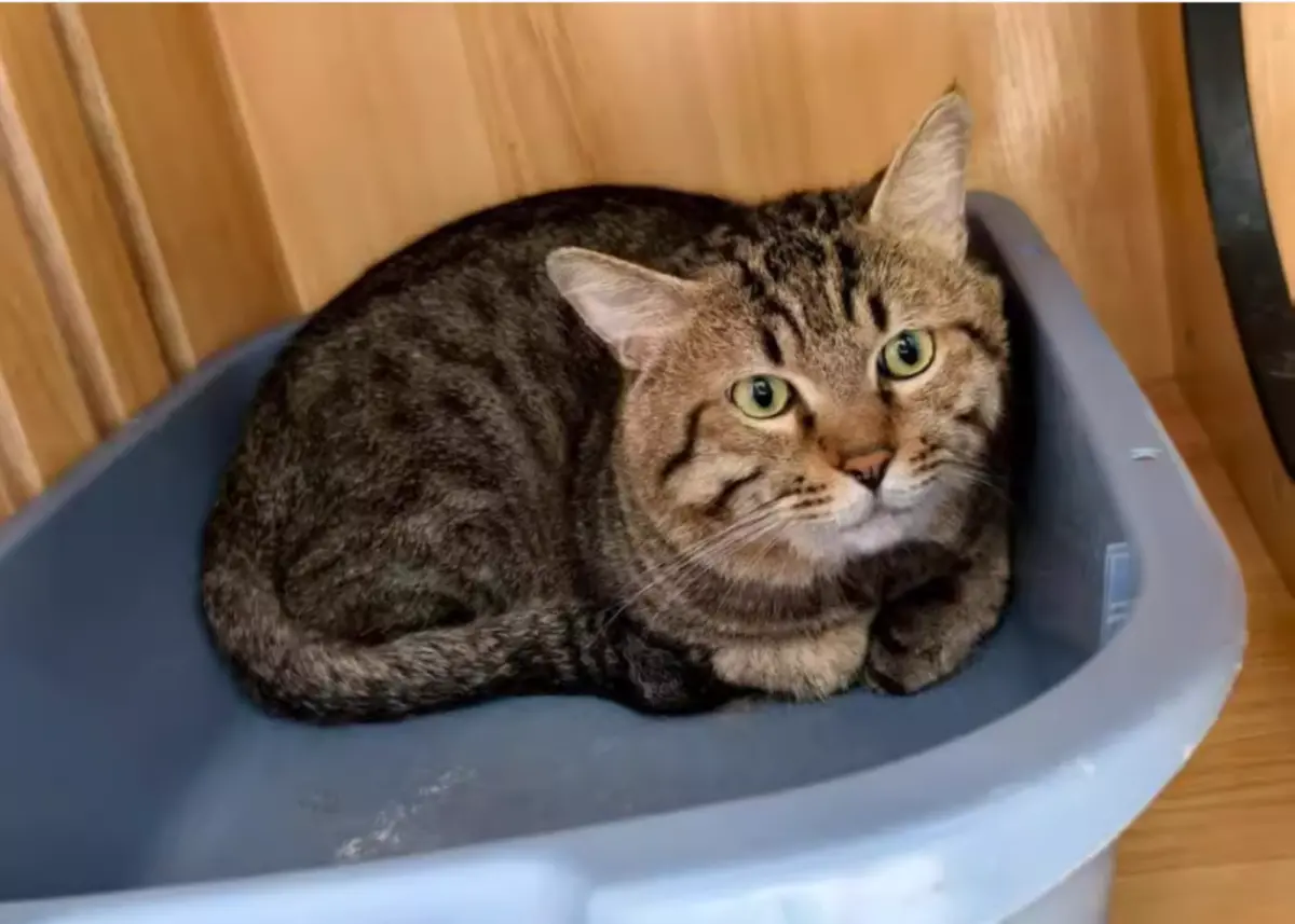 ▲中國江蘇近日一隻因為主人欠債、即將被法拍的貓咪，在微博上引發熱烈討論。 （圖／翻攝自阿里資產司法拍賣網）