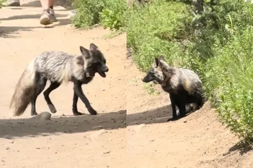 登山遇流浪狗擋路！她回家一查驚呆：全球剩不到50隻　罕見身分曝
