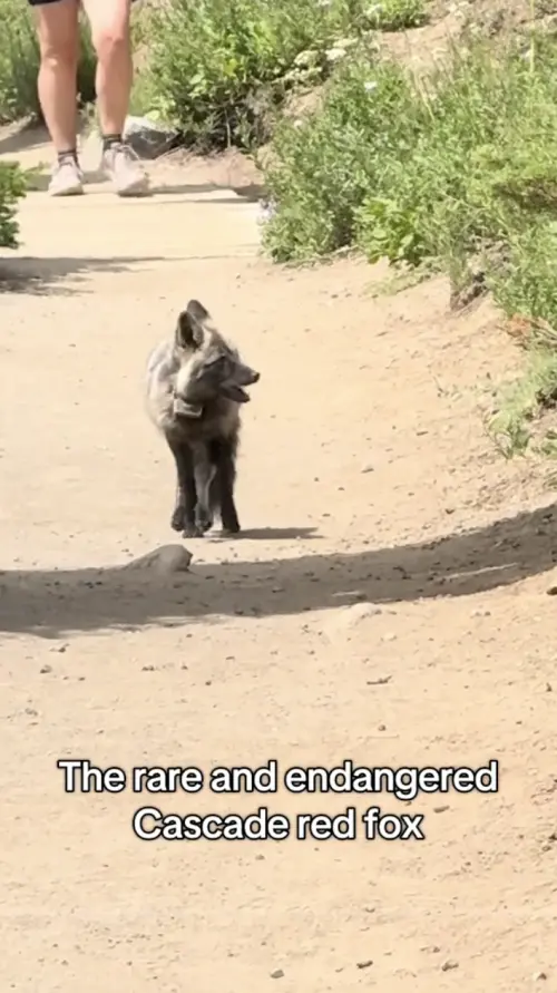 ▲（圖／翻攝自TikTok@raychelhikes）