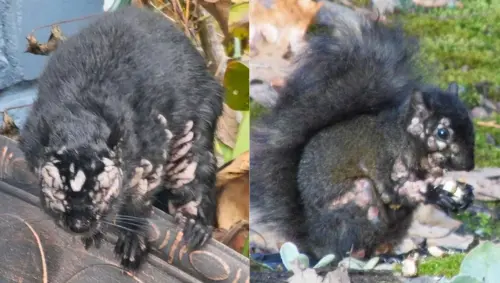 ▲北美近來出現「殭屍松鼠」，身體和頭部長滿圓形腫瘤、毛髮脫落，模樣十分噁心。（圖／翻攝自Ｘ／ @wienerdogwifi）