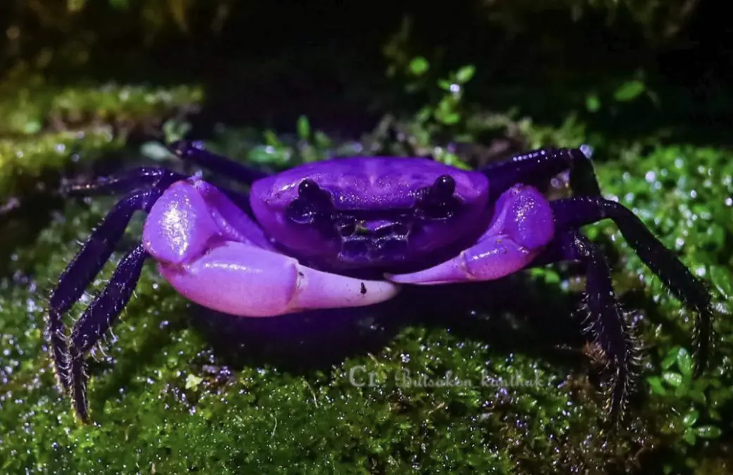 ▲泰國發現稀有的變種螃蟹，其外殼呈現發亮的紫色，宛如外星生物一般。（圖／翻攝自臉書）