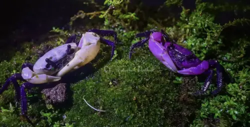 ▲崗卡章國家公園拍攝到的紫色變種極為罕見，目前科學界掌握的相關資料仍相當有限。（圖／翻攝自臉書）