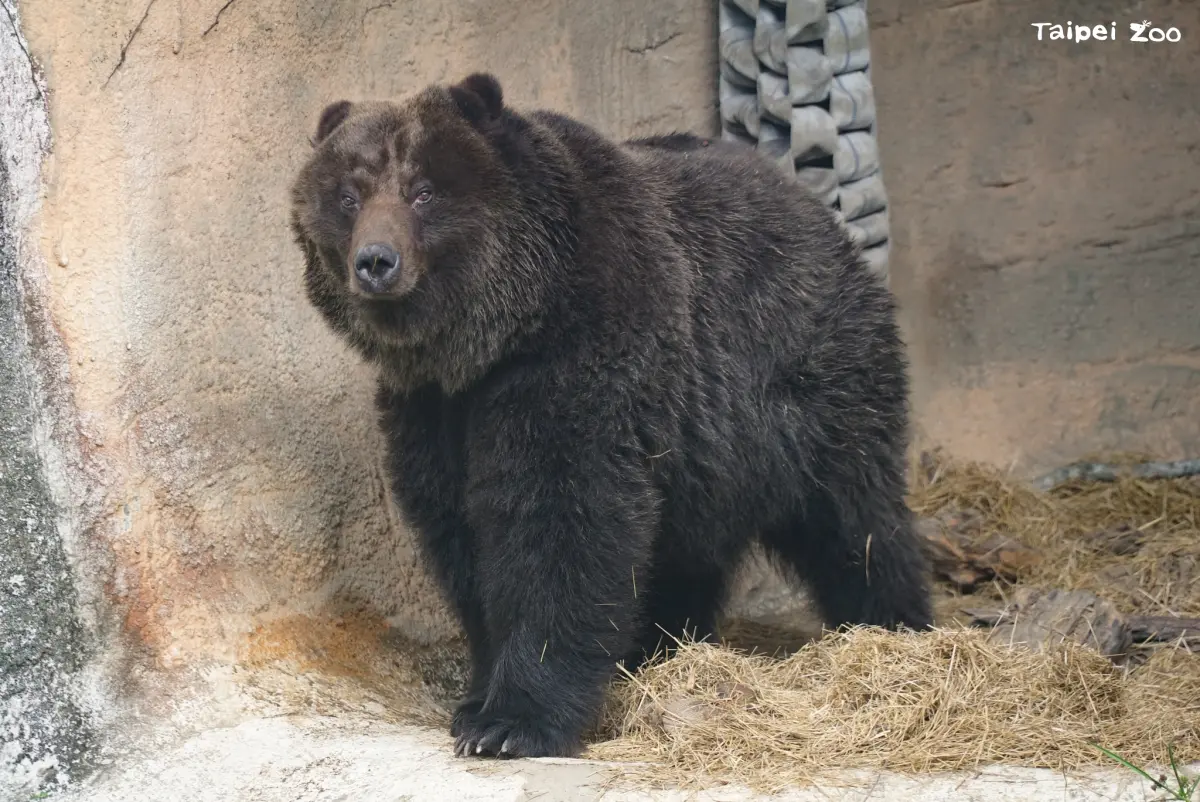▲台北市立動物園稍早證實，棕熊「小喬」於今（19）日離世。（圖／台北市立動物園）