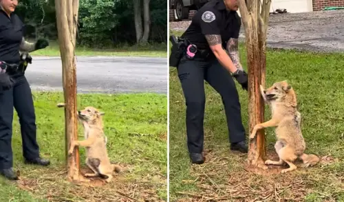 郊狼前腳卡樹上好尷尬！見警察救援超緊張「汪汪叫」網全笑瘋
