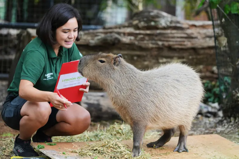 倫敦動物園年度量體重日！一萬隻動物上磅秤　「這隻」最難量