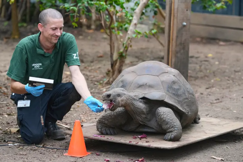    ▲倫敦動物園加拉巴哥象龜量體重。 （圖／美聯社／達志影像）  