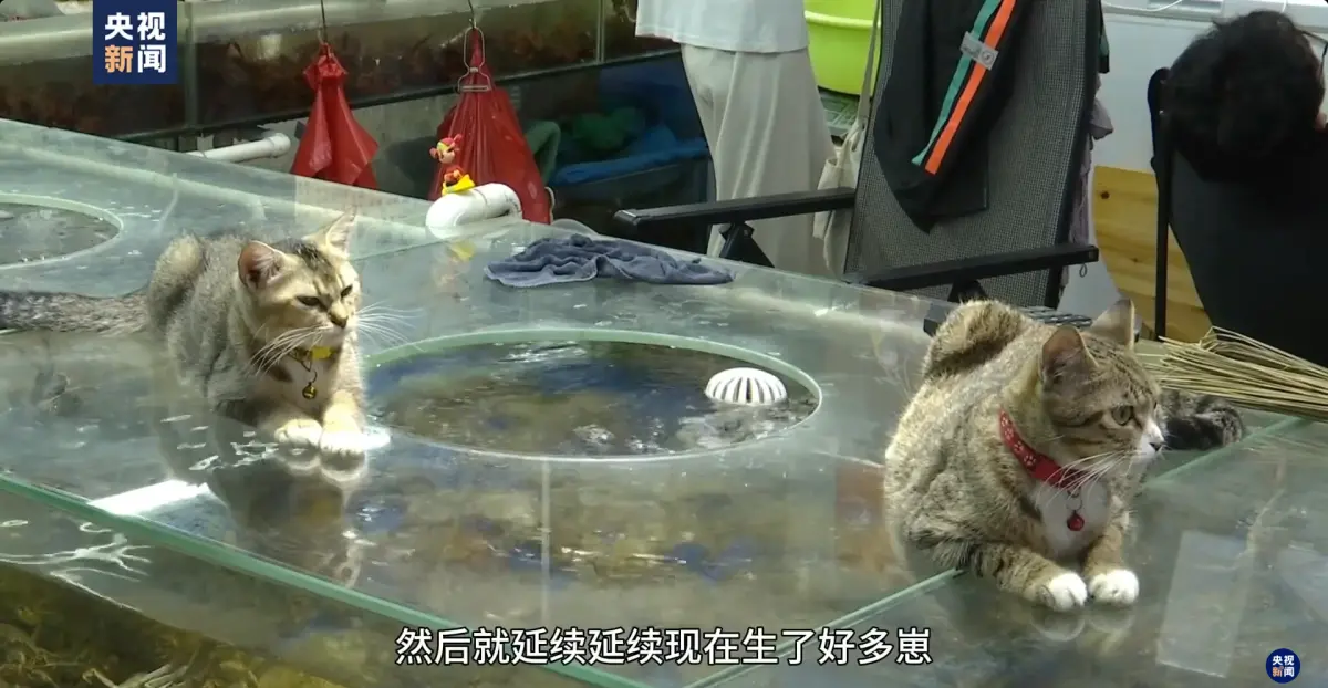 ▲中國廣西南寧一家海鮮攤養了18隻貓咪，生意都變好了。（圖／翻攝自微博／央視新聞）