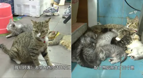 ▲中國廣西南寧一家海鮮攤養了18隻貓咪，生意都變好了。（圖／翻攝自微博／央視新聞）