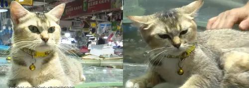 ▲中國廣西南寧一家海鮮攤養了18隻貓咪，生意都變好了。（圖／翻攝自微博／央視新聞）