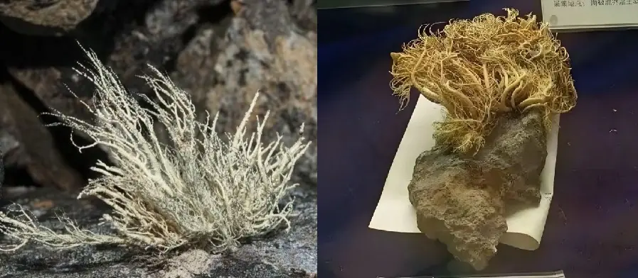 ▲中國二手交易平台上近日傳出疑似有中國南極考察隊員再盜賣「南極地衣」，引發爭議。圖為南極地衣資料照。（圖／翻攝自微博）