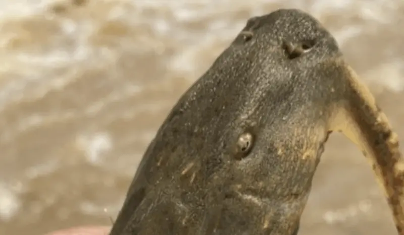 ▲泰國湄公河因遭到污染，出現畸形魚。（圖／翻攝自Thai PBS）