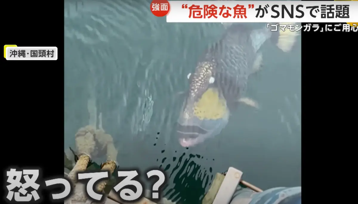 ▲沖繩海域出現「怒氣臉」怪魚，不僅看起來就像兇神惡煞，專家也警告遇到最好保持距離。（圖／翻攝自《FNN》影片截圖）