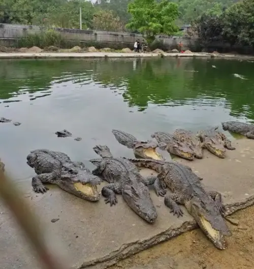 1250公斤鱷魚被法拍！ 得標者「需自行抓捕」競拍價格曝光
