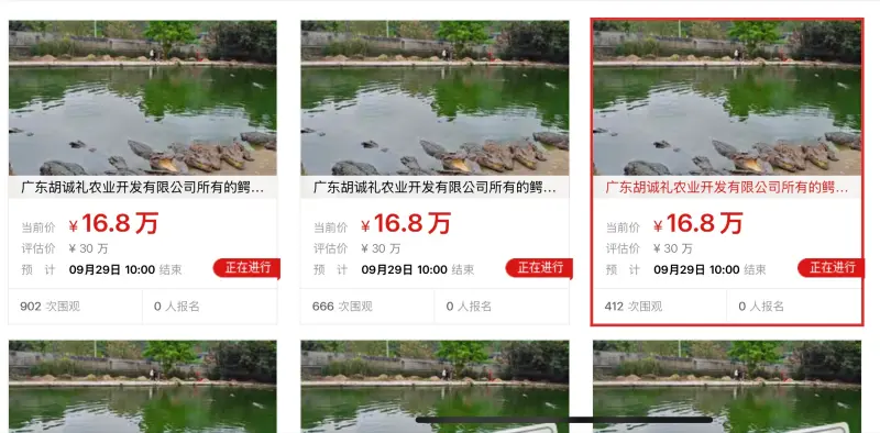    ▲ 廣東中山法院法拍一批鱷魚，但得標者需自己抓捕。（圖／翻攝自阿里資產司法平台）  