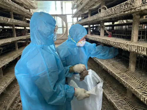 鳥蛋要變少了！新型禽流感入侵　彰化一周撲殺17萬隻鵪鶉
