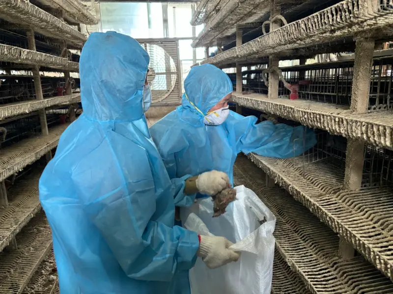 ▲彰化縣動物防疫所進入染疫的鹿港養殖場，撲殺10萬餘隻鵪鶉。（圖／彰化縣政府提供，2025.08.20）