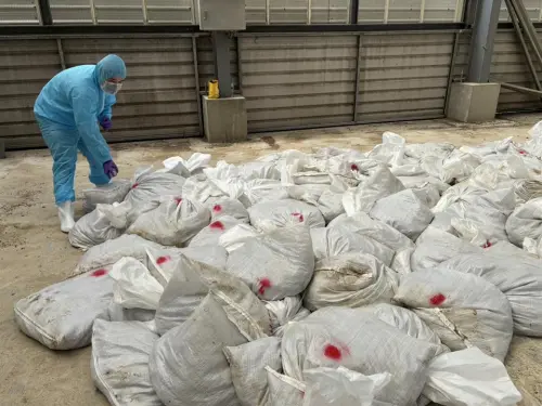 ▲10萬餘隻鵪鶉被裝入袋中，準備運往焚化。（圖／彰化縣政府提供，2025.08.20）