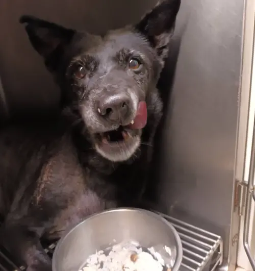 ▲力晨醫院後續還幫小黑找到了有意願認養的新飼主，但康復前夕卻收到錯愕消息，原飼主報警並透過動保處要領回小黑。