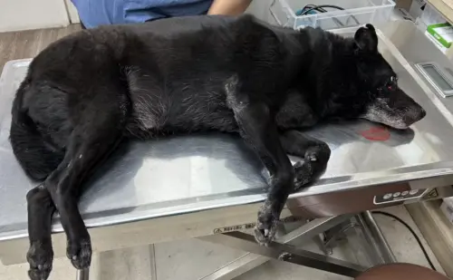 ▲小黑受重傷當下，醫院掃出晶片後，趕緊撥打上面的聯絡電話，但飼主無論如何聯繫不上，也不回撥。（圖／翻攝力晨醫院臉書）