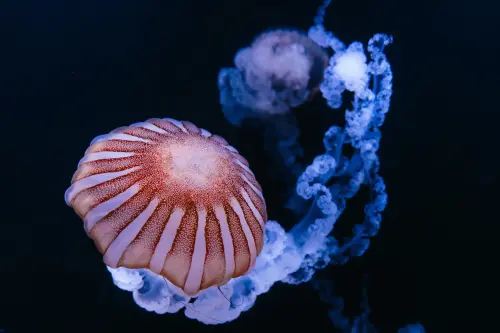 ▲台中海洋館有全台規模最大、物種最豐富的「水母主題展區」。（圖／台中海洋館官網）