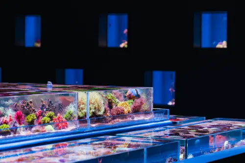 ▲台中海洋館立體展示「璀璨珊瑚展示區」。（圖／翻攝自台中海洋館FB）