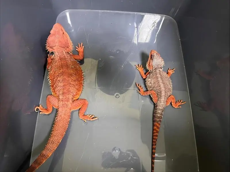 ▲新北一名買家從中國淘寶購入兩隻「紅魔血系鬆獅蜥」，並寄到超商，動保處依法開罰並沒入蜥蜴。（圖／動保處提供）