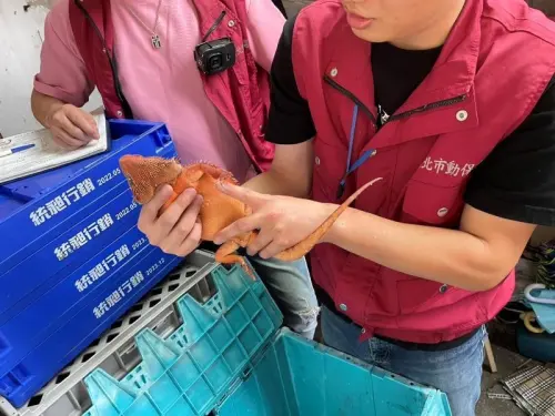 ▲▲新北一名男子從中國淘寶購入兩隻「紅魔血系鬆獅蜥」，並寄到超商，動保處依法開罰並沒入蜥蜴。（圖／動保處提供）