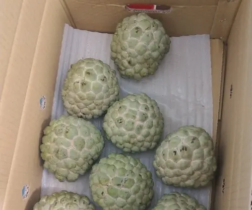 ▲釋迦（圖／翻攝日本人的歐吉桑 ・台湾在住の日本人のおじさん）