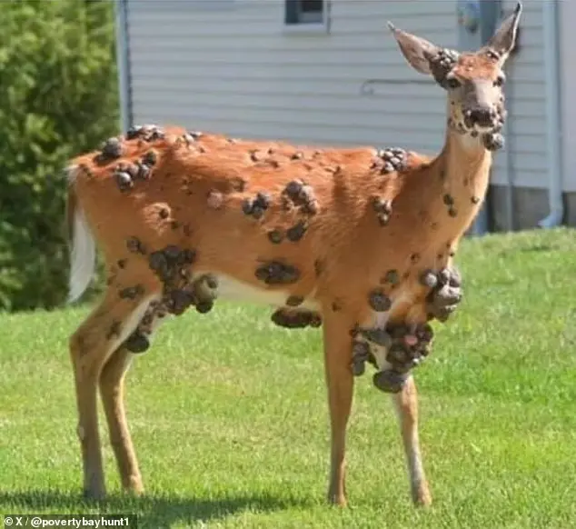 又有怪生物！美國驚見「變異鹿」長滿黑瘤　專家揭1事更危險