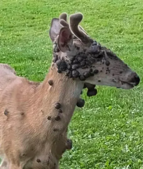 ▲美國近期先後出現長滿黑色觸手的「外星怪兔」、全身怪瘤的「殭屍松鼠」，又有網友分享看到全身長滿黑色腫塊的「變異鹿」，引發熱議。（圖／翻攝自reddit）