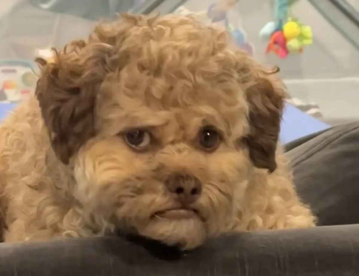 ▲憂鬱小狗長人臉！美國一隻5歲米克斯犬爆紅，牠有著人臉般的外貌，甚至被指撞臉好萊塢男星威爾法洛（Will Ferrell）。（圖／TikTok@max.hawt.dawg）