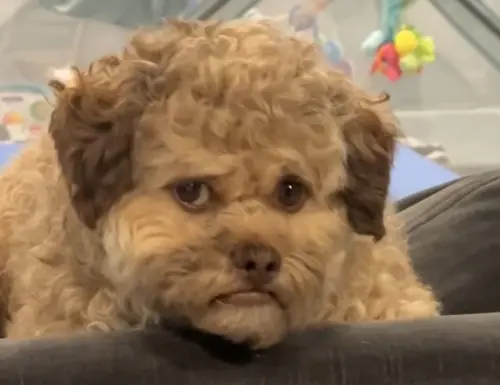 5歲憂鬱小狗長人臉！哀怨表情「像上班族」　撞臉好萊塢男星爆紅
