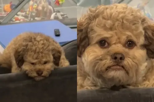 ▲（圖／TikTok@max.hawt.dawg）