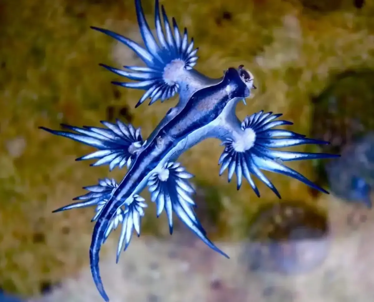 ▲ 藍龍（Blue Dragon)潛藏劇毒。（圖／OceanConservancy.org）