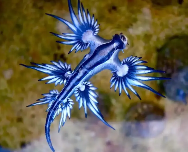▲ 藍龍（Blue Dragon)潛藏劇毒。（圖／OceanConservancy.org）