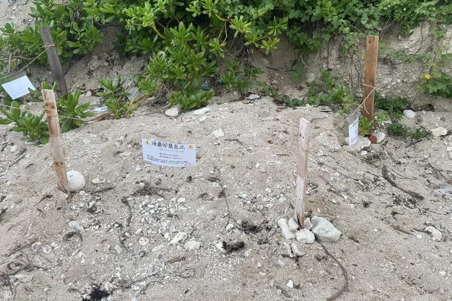 ▲海洋委員會海洋保育署調查顯示，墾丁、小琉球、蘭嶼、東沙、望安到南沙太平島等6處海龜棲地，產卵母龜數量創下近年新高。(圖／海洋保育署提供)