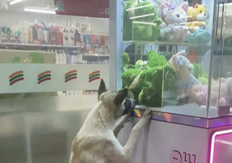 ▲一隻棕色流浪犬 Choki，近日在夾娃娃機前站立觀望玩具，一名23歲女子Kannika Eabsamrong決心要幫牠。（圖／翻攝自影片）