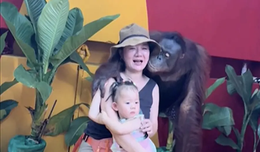 ▲中國一對母女日前在泰國曼谷（Bangkok）Safari World動物園，與一隻穿著藍色格子短褲的紅毛猩猩（Orangutan）合影。（圖／翻攝自影片）