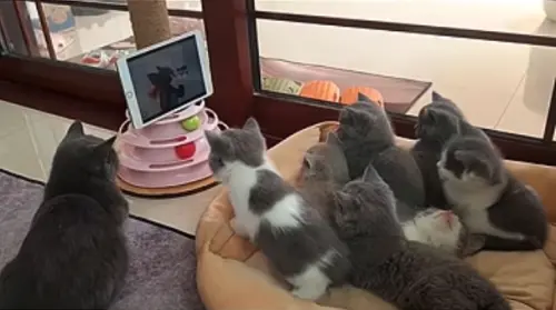 貓爸爸育兒「整窩奶貓看電視」！自己也沉淪卡通裡　老婆路過傻眼
