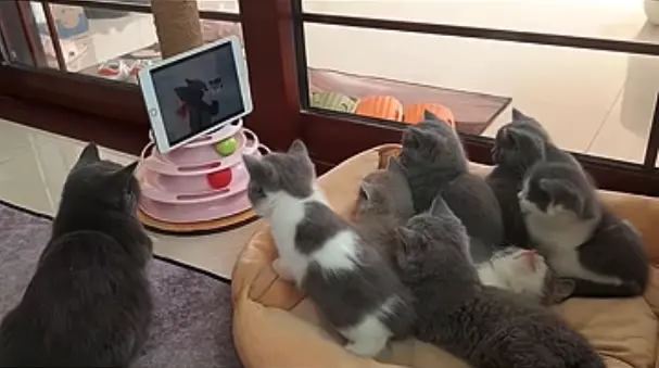 貓爸爸育兒「整窩奶貓看電視」！自己也沉淪卡通裡　老婆路過傻眼