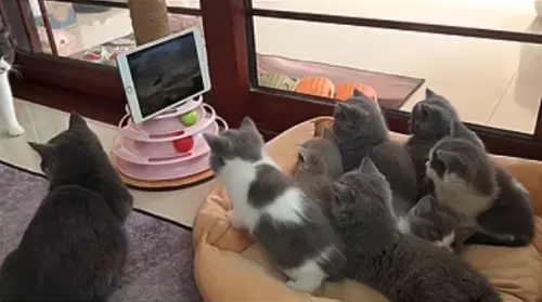 ▲（圖／翻攝自YT）