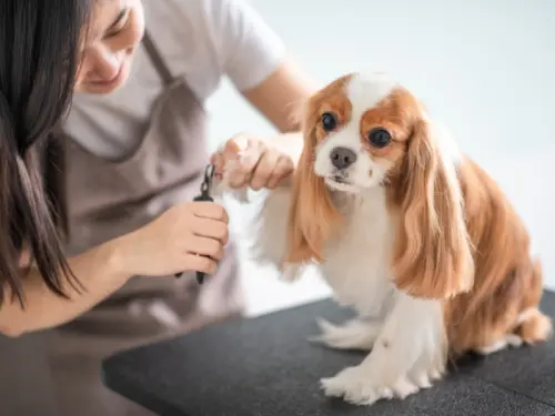 ▲可以考慮用興趣專長賺錢，愛養狗的學習寵物美容。（示意圖／達人網提供）