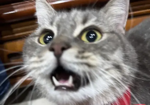 貓咪界也有分I貓、E貓！「愛聊天基因」找到了　醫師揭判別方式
