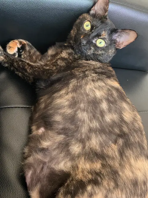 ▲有些貓咪可以一整天沒喵過，但有些只要看到主人進廁所30秒就開始喵喵狂叫！（圖／記者潘毅攝）