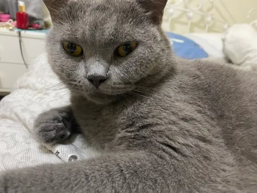 ▲如果您的貓咪比較「安靜型」，更要小心，因為牠們可能不會用聲音來表達不舒服或壓力。（圖／記者潘毅攝）