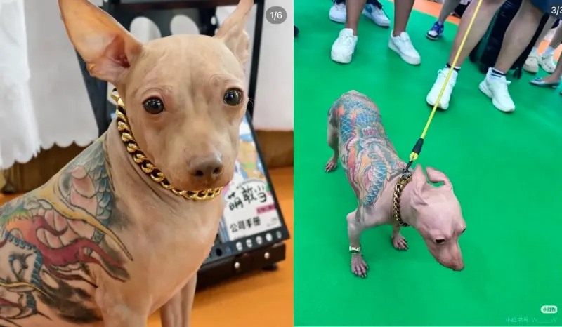 狗狗全背刺青「左青龍右白虎」飼主扯痛覺低　全網炸鍋嗆虐狗