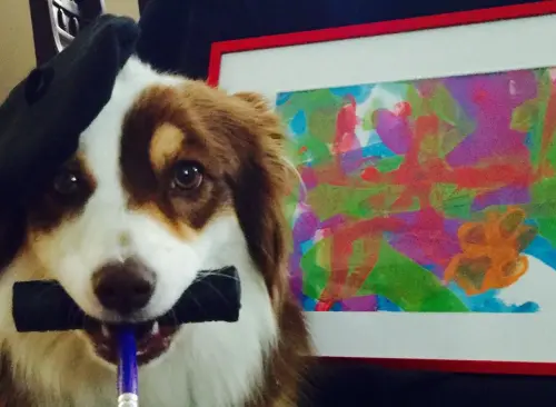 ▲2歲Ivy剛成為狗畫家的稚嫩模樣，初期作品被主人裱框珍藏著。（圖／IG@availablepaintingsbyivy）