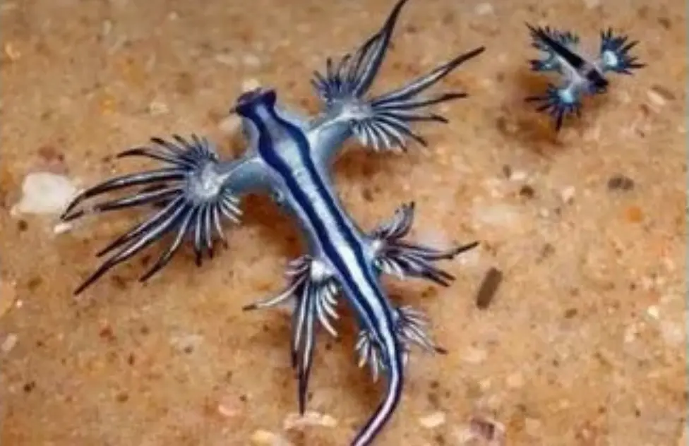 ▲泰國普吉島海灘出現劇毒藍龍。（圖／ 翻攝自@ThaipBS X)