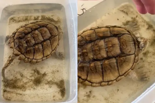 ▲（圖／翻攝陝視新聞微博）