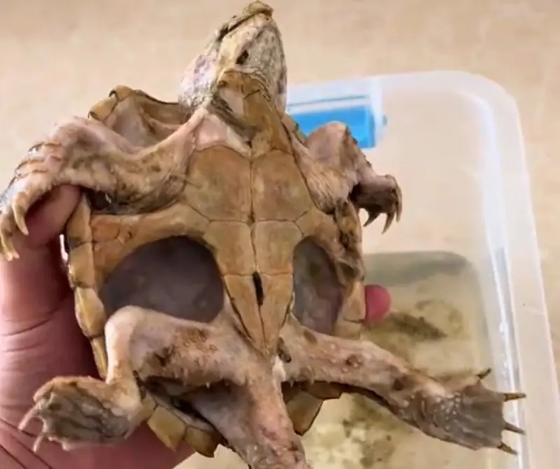 鱷龜慘被主人遺忘！1年沒吃「餓成骷髏龜」　奇蹟存活現況曝光